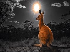 Historic Australian Court Ruling: Bitcoin Considered Money, Could Trigger $640 Million Tax Refund