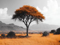 Kenyan Crypto Firms Object to VAC’s Regulatory Role in VASP Bill